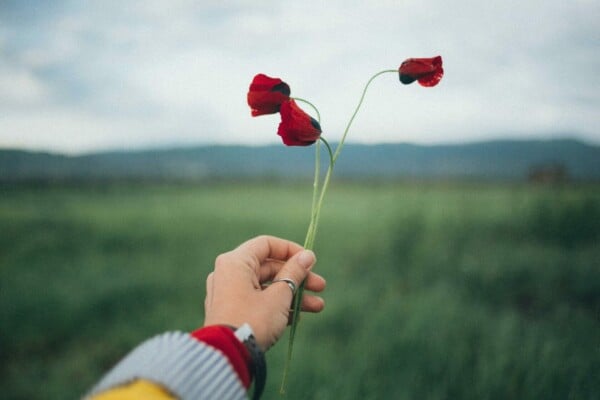 Person holding a poppy with a field in the background