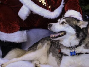 Photography Students Capture Christmas Magic in RSPCA Festive Photoshoot